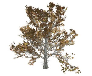 Sugar Maple Tree in the Fall #06