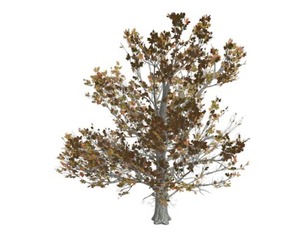 Sugar Maple Tree in the Fall #07