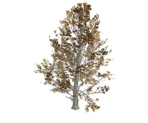 Sugar Maple Tree in the Fall #08