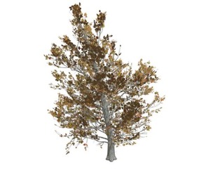 Sugar Maple Tree in the Fall #09