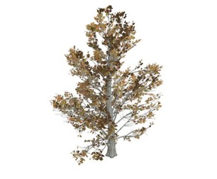 Sugar Maple Tree in the Fall #10