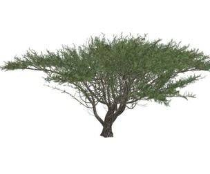 Umbrella Thorn Tree #01