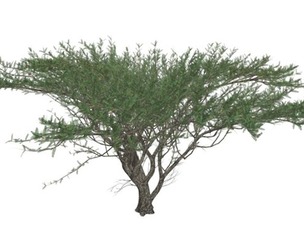 Umbrella Thorn Tree #02