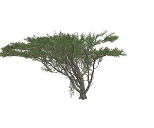 Umbrella Thorn Tree #03