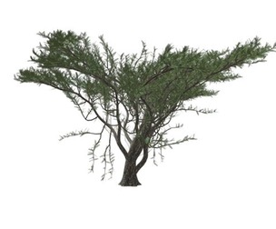 Umbrella Thorn Tree #04