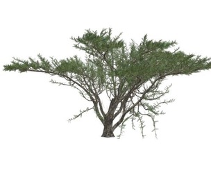 Umbrella Thorn Tree #05