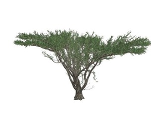 Umbrella Thorn Tree #06