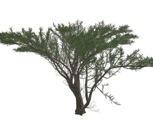 Umbrella Thorn Tree #07
