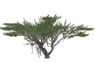 Umbrella Thorn Tree #08