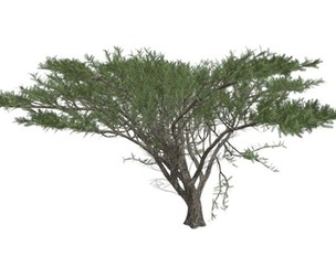 Umbrella Thorn Tree #09