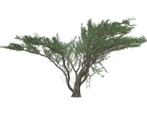 Umbrella Thorn Tree #10