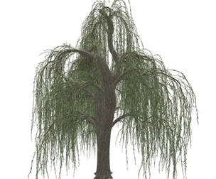 Weeping Willow Tree #01