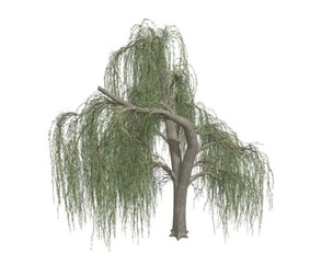 Weeping Willow Tree #02