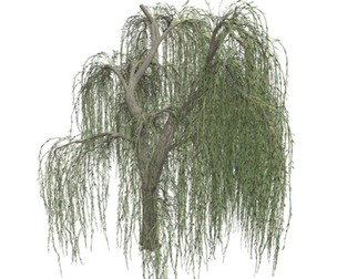 Weeping Willow Tree #03