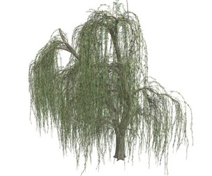 Weeping Willow Tree #04