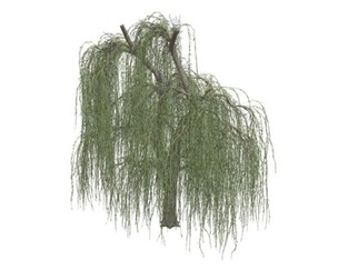 Weeping Willow Tree #05