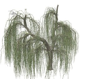 Weeping Willow Tree #06