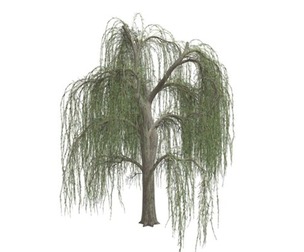 Weeping Willow Tree #07
