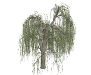 Weeping Willow Tree #08