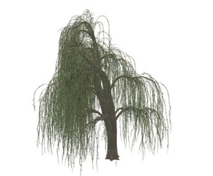 Weeping Willow Tree #09