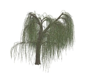 Weeping Willow Tree #10