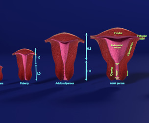 uterus cervix with age