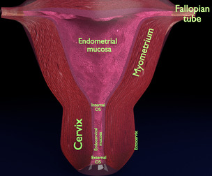 uterus bisected
