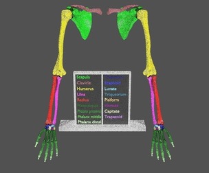 upper Limbs with girdle color coded