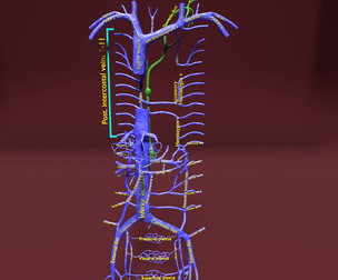 Venous system thorax abdominal pelvic