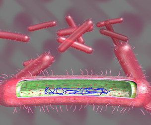 tuberculosis bacteria detailed cut