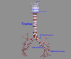 Larynx and tracheal labelled