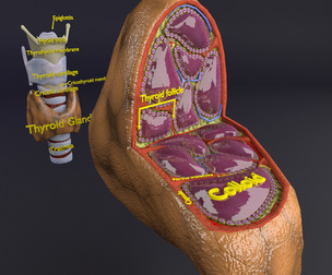 thyroid gland anatomy HISTOLOGY
