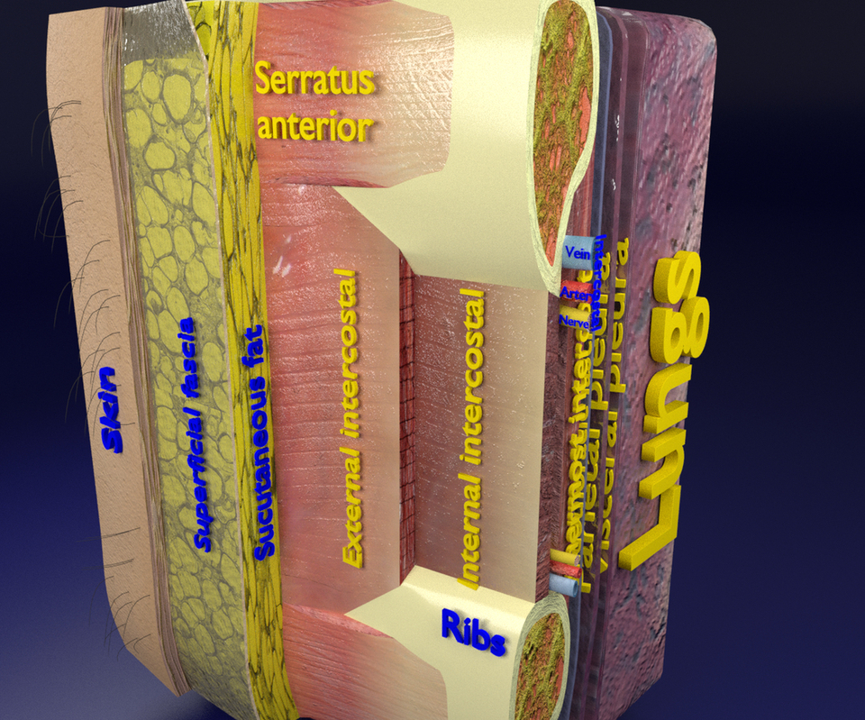 Thoracic thorax wall anatomy layers