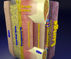 Thoracic thorax wall anatomy layers