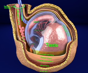 Testis cut spermatic cord coverings layers