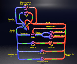 blood circulation in human body