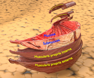 stomach wall layers