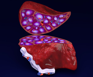 spleen anatomy histology relation function