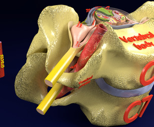vertebrae spinal cord cross section