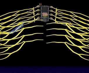 Spinal cord symphathetic intercostal nerve