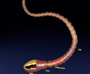 sperm spermatozoa Low-poly