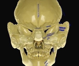 Skull labelled anatomy text detailed