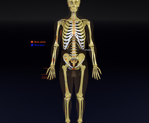 skeleton human detail label parts