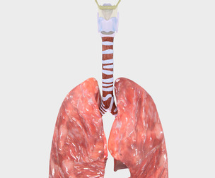 Respiratory tract lung trachea