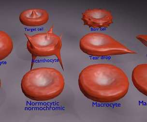 RBC types Low-poly