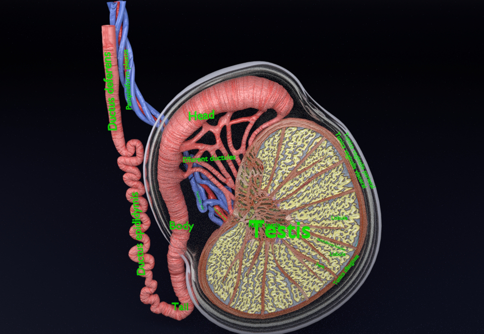 3D testis anatomy histology