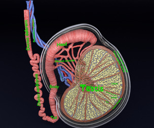 3D testis anatomy histology
