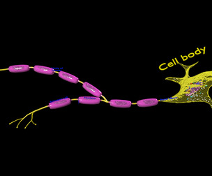 Neuron axon parts labelled detail