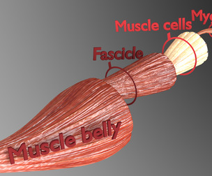 Muscle 3D Low-poly
