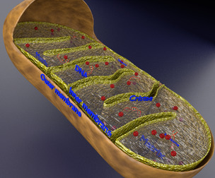 Mitochondria Microscopy detailed labelled